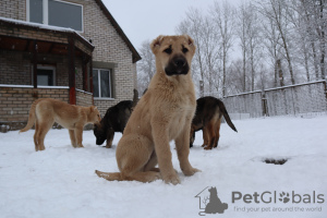 Photo №1. berger du caucase - à vendre en ville de Minsk | négocié | Annonce №38327