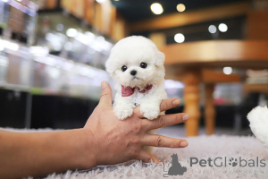 Photo №3. Dean Janet Kay Puppies House. USA