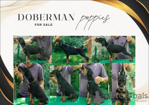 Photo №2 de l'annonce № 112496 de la vente dobermann - acheter à Serbie éleveur