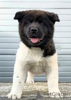 Photos supplémentaires: Akita américain, chiots aux excellentes caractéristiques