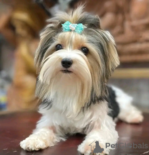 Photo №3. Biewer Yorkshire Terrier Fille. Pologne