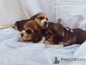 Photo №1. beagle - à vendre en ville de Koceljeva | négocié | Annonce №103734