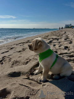 Photo №2 de l'annonce № 164564 de la vente labrador retriever - acheter à La finlande éleveur