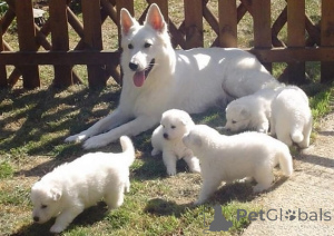 Photo №1. berger blanc suisse - à vendre en ville de Helsinki | Gratuit | Annonce №164646