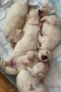 Photo №1. chien bâtard - à vendre en ville de Kendall | 271€ | Annonce №155660