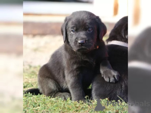 Photo №3. Sweet Little Labrador Puppies. Allemagne