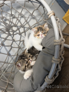 Photo №3. Chatons Exotic Shorthair à acheter. Pays Bas