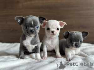 Photo №1. chihuahua - à vendre en ville de Munich | négocié | Annonce №164566