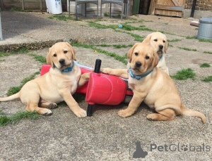 Photo №3. Labrador-welpen ab sofort für neue familie verfügbar. Allemagne