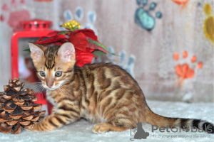Photos supplémentaires: Magnifiques chatons bengal disponibles !