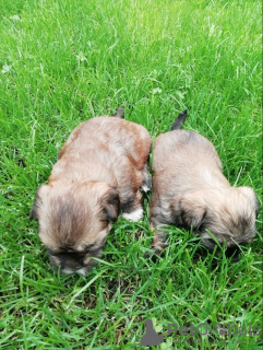 Photos supplémentaires: Les chiots Shork F1 sont disponibles à la réservation.