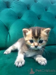 Photo №4. Je vais vendre scottish fold en ville de Rüdersdorf. annonce privée, de la fourrière - prix - 385€