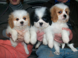 Photo №2 de l'annonce № 64988 de la vente cavalier king charles spaniel - acheter à Estonie éleveur