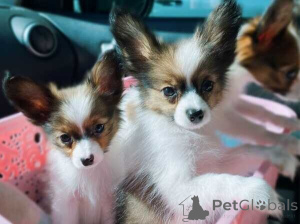 Photo №1. papillon - à vendre en ville de Anvers | négocié | Annonce №169660