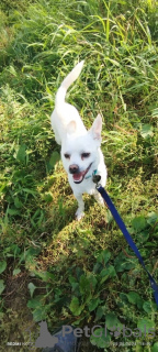 Photos supplémentaires: Chien calme et très beau, 1 an