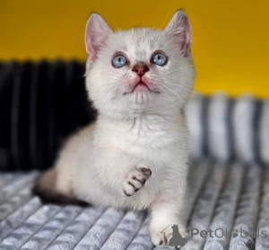 Photo №1. munchkin - à vendre en ville de Cuxhaven | 350€ | Annonce № 178156