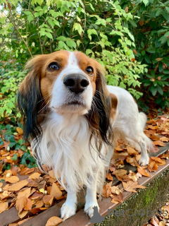 Photo №1. kooikerhondje - à vendre en ville de Flemalle | 484€ | Annonce №159197