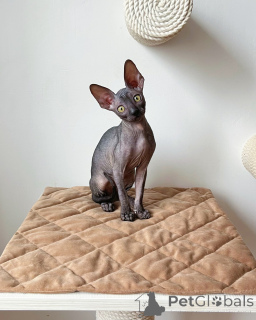 Photo №1. sphynx - à vendre en ville de Berlin | négocié | Annonce № 167232