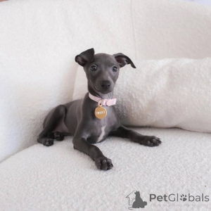 Photo №1. lévrier greyhound - à vendre en ville de Main | négocié | Annonce №164986