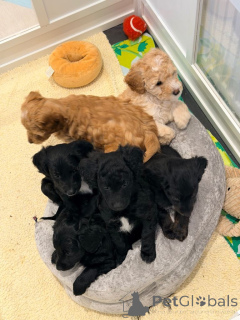 Photo №3. Loodlepoo Puppies..whatsapp moi au 44 7453 907158. Pays Bas