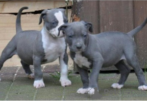 Photo №1. blue lacy - à vendre en ville de Лист | 200€ | Annonce №130052