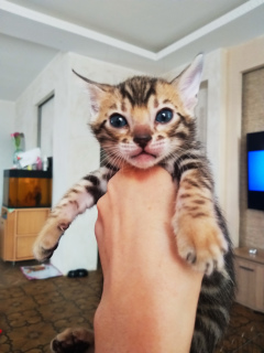 Photo №3. Début février, de merveilleux chatons de la race Bengal sont nés dans la. Biélorussie