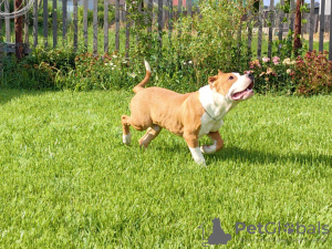 Photos supplémentaires: Terrier américain du Staffordshire