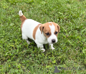 Photo №4. Je vais vendre jack russell terrier en ville de Helsinki. annonce privée - prix - Gratuit
