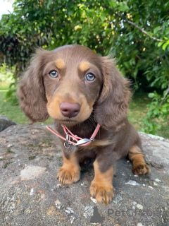 Photo №4. Je vais vendre teckel en ville de Valmadonna. éleveur - prix - négocié