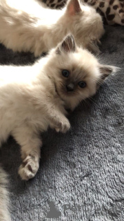 Photo №4. Je vais vendre ragdoll en ville de Danzig. annonce privée, éleveur - prix - 300€