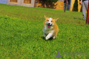 Photo №2 de l'annonce № 141162 de la vente welsh corgi - acheter à Serbie éleveur