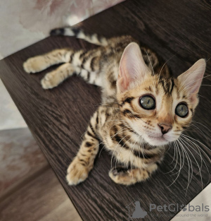 Photos supplémentaires: Chatons Bengal socialisés et en bonne santé disponibles dès maintenant à la