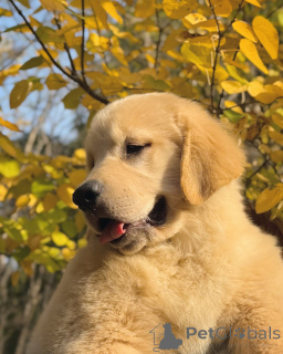 Photo №1. golden retriever - à vendre en ville de Sligo | négocié | Annonce №158005