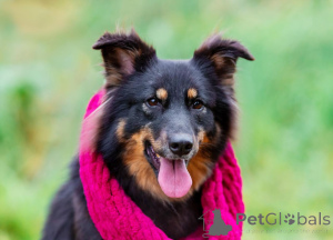Photo №1. chien bâtard - à vendre en ville de Rivière moscou | Gratuit | Annonce №156498