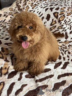 Photo №3. Caniche toy fille 7 mois. Ukraine