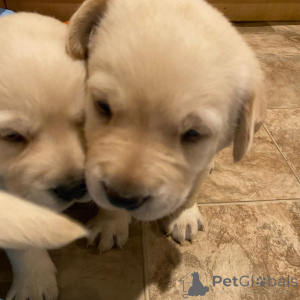 Photo №1. labrador retriever - à vendre en ville de Calw | négocié | Annonce №162466