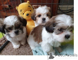 Photo №1. shih tzu - à vendre en ville de Delbruk | 350€ | Annonce №171451