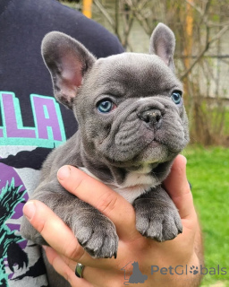 Photo №1. bouledogue - à vendre en ville de Berlin | négocié | Annonce №158642