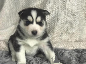 Photo №1. husky de sibérie - à vendre en ville de Неймеген | Gratuit | Annonce №123939