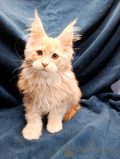 Photos supplémentaires: Un garçon de chaton chic