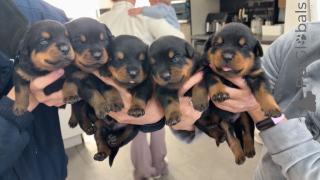 Photo №1. rottweiler - à vendre en ville de Anvers | Gratuit | Annonce №167821