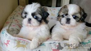 Photo №1. shih tzu - à vendre en ville de Helsinki | négocié | Annonce №108671