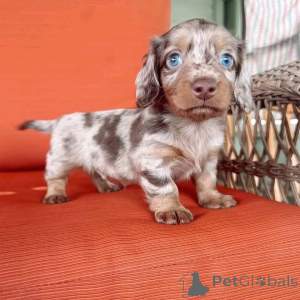 Photo №3. Nous avons ces bébés disponibles et recherchons de nouveaux foyers. Ils sont. USA