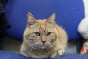 Photo №1.  - à vendre en ville de Minsk | Gratuit | Annonce № 139190