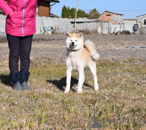 Photo №1. akita (chien) - à vendre en ville de Cherkassky Bishkin | négocié | Annonce №12733