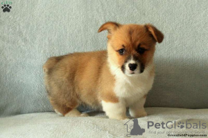 Photo №1. welsh corgi - à vendre en ville de Cholargos | 280€ | Annonce №63543