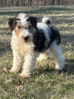 Photo №1. fox-terrier - à vendre en ville de Beilnngries | 580€ | Annonce №175105