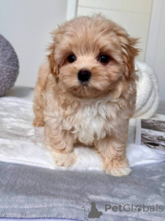 Photo №1. maltipu - à vendre en ville de Aiola | 350€ | Annonce №145972