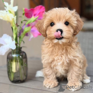 Photo №1. bichon maltais - à vendre en ville de Couverture | négocié | Annonce №159933