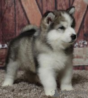 Photo №1. malamute de l'alaska - à vendre en ville de Ville de Londres | négocié | Annonce №171143
